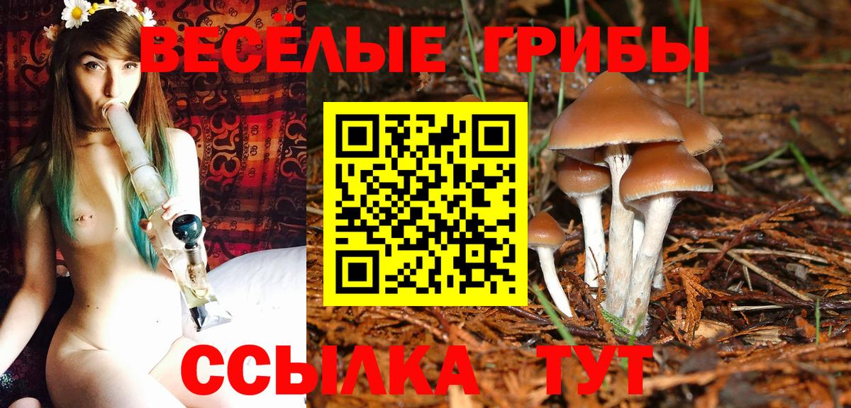 Галлюциногенные грибы Psilocybe  Гусь-Хрустальный 